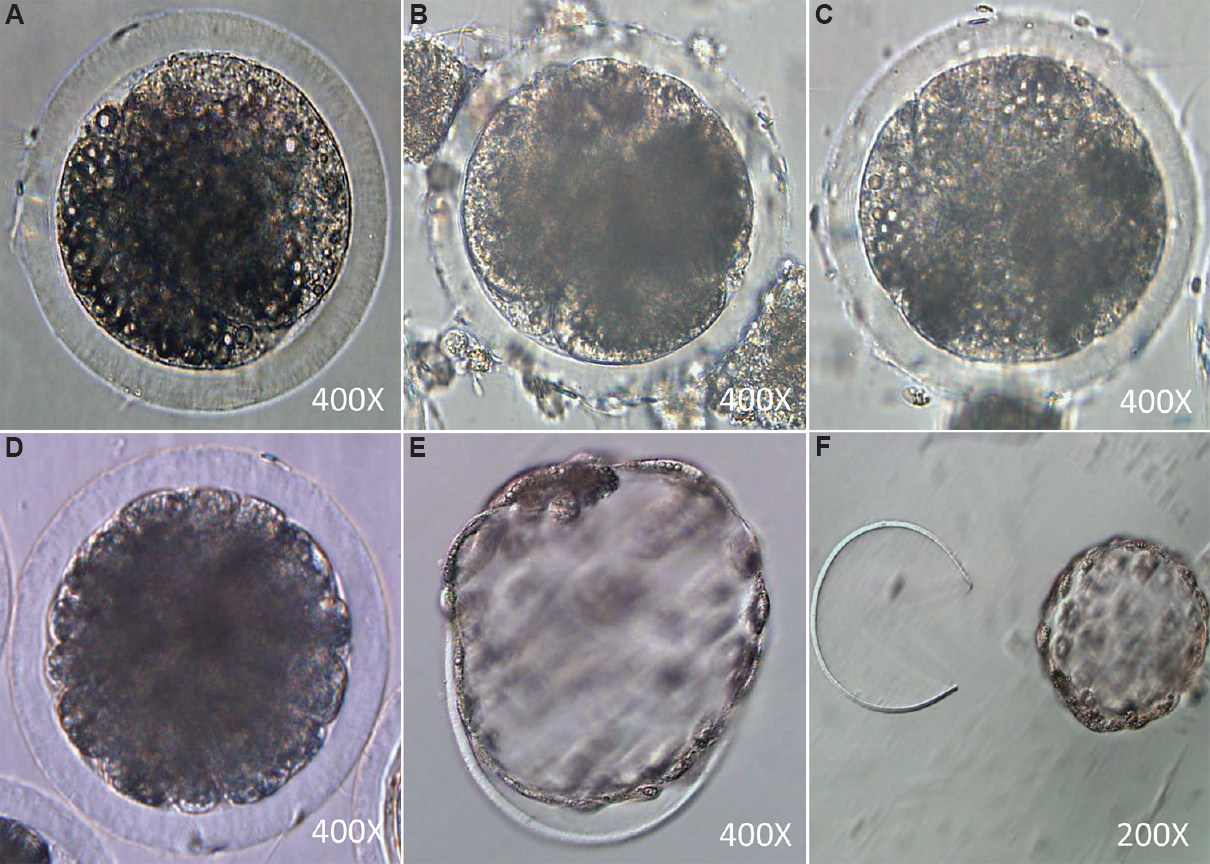 Different embryonic developmental stages: (A) two-cell stage; (B) four-cell stage; (C) eight-cell stage; (D) Morula stage; (E) hatching blastocyst; (F) hatched blastocyst.